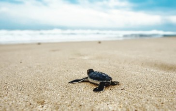 Nature, Animals, Turtle, Beach, Sand Wallpaper