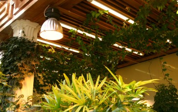 Plants, Lamp, Greenhouse, Tsaritsyno Wallpaper