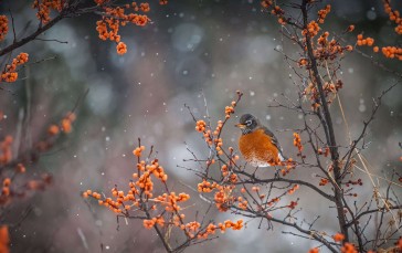 American Robin, Trees, Snow, Birds, Nature Wallpaper