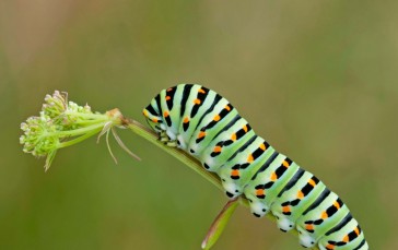 Caterpillars, Green, Leaves, Insect Wallpaper