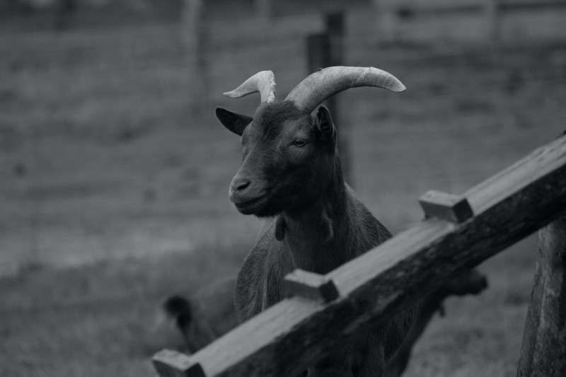 Goats, Monochrome, Horns, Animals, Nature Wallpaper