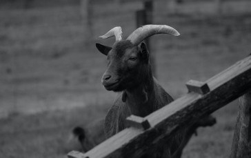 Goats, Monochrome, Horns, Animals, Nature Wallpaper