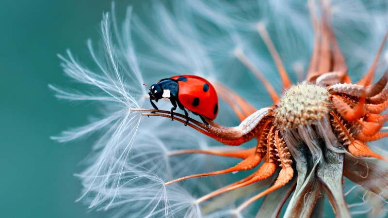 Ladybugs, Red, Flowers, Insect Wallpaper