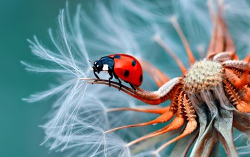 Ladybugs, Red, Flowers, Insect Wallpaper