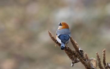 Bullfinch, Photography, Simple Background, Birds, Animals Wallpaper