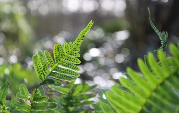 Nature, Leaves, Plants, Blurred Wallpaper