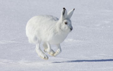 Rabbits, Animals, Snow, Mammals, Nature Wallpaper