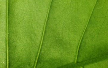 Nature, Green, Photography, Leaves Wallpaper