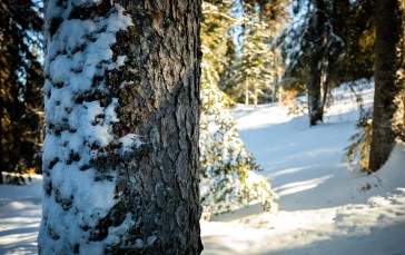 Photography, Outdoors, Trees, Forest, Nature, Snow Wallpaper