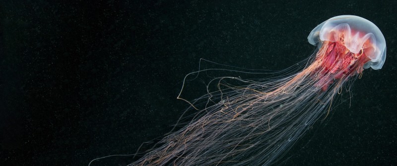 Jellyfish, Animals, Photography, Minimalism, Simple Background Wallpaper