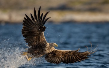 Eagle, Birds, Animals, Water Wallpaper