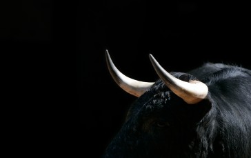 Animals, Bulls, Simple Background, Black Background Wallpaper