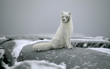 Arctic Fox, Animals, Mammals, Snow, White Wallpaper