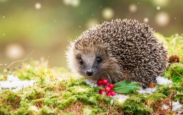 Hedgehog, Snow, Depth of Field, Nature, Landscape, Animals Wallpaper