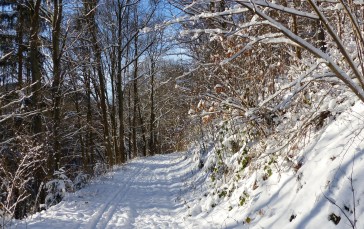 Winter, Snow, Nature, Path Wallpaper