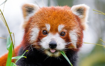 Animals, Closeup, Lesser Panda, Eating Wallpaper