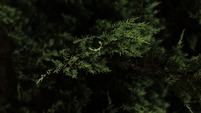 Nature, Macro, Forest, Cypress Wallpaper