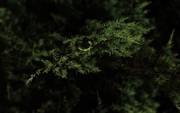 Nature, Macro, Forest, Cypress Wallpaper