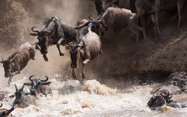 Nature, Animals, Wildebeest, Masai Mara, River Delta Wallpaper