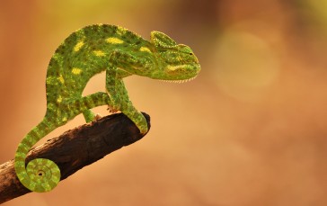 Animals, Chameleons, Nature Wallpaper