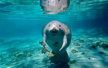 Bing, Underwater, Sea Life, Manatee, Animals Wallpaper