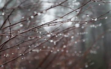 Nature, Forest, Water Drops, Branch Wallpaper