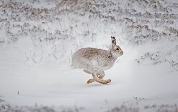 Rabbits, Animals, Mammals, Snow, Nature Wallpaper
