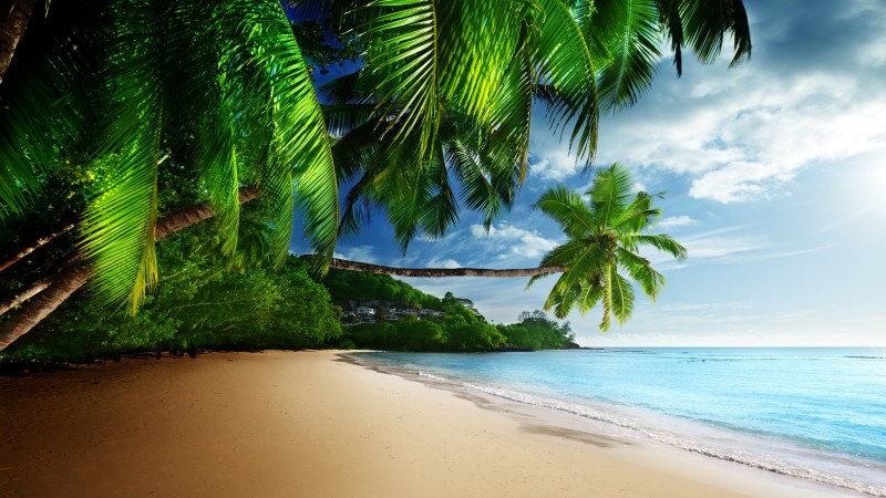 Nature, Beach, Palm Trees, Plants Wallpaper