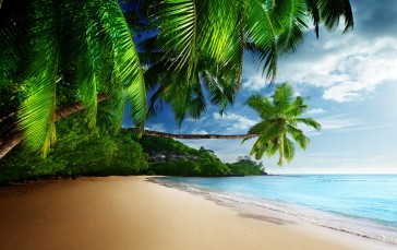 Nature, Beach, Palm Trees, Plants Wallpaper