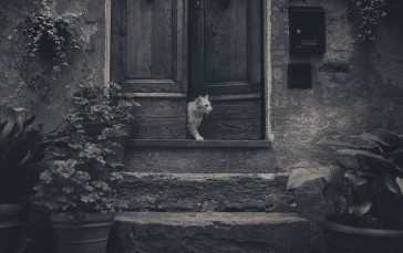 Photography, Monochrome, Cats, Animals, Stairs, Leaves Wallpaper
