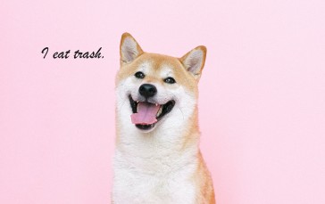 Tofupupper, Shiba Inu, Dog, YouTube Wallpaper