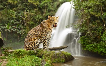 Animals, Waterfall, Nature, Water Wallpaper