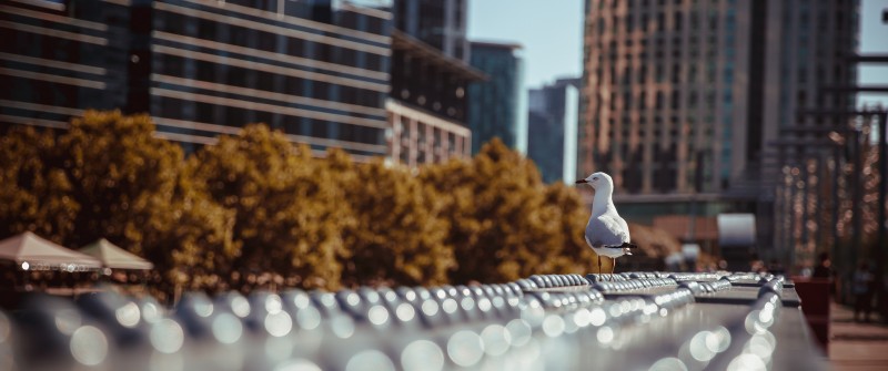 Melbourne, Landscape, City, Birds, Blurred Wallpaper
