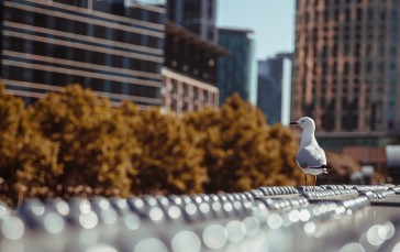 Melbourne, Landscape, City, Birds, Blurred Wallpaper
