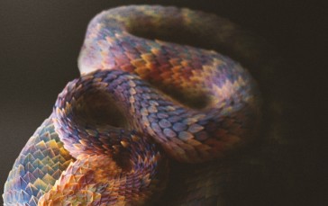 Snake, Nature, Reptiles, Portrait Display, Vipers Wallpaper