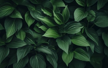 AI Art, Green, Leaves, Plants Wallpaper