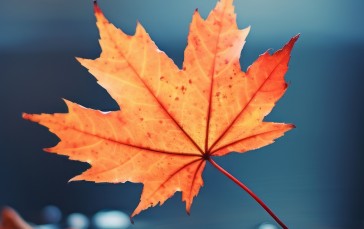 AI Art, Fall, Leaves, Maple Leaves, Water, Orange Wallpaper