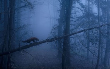 Fox, Dark, Forest, Animals, Trees Wallpaper