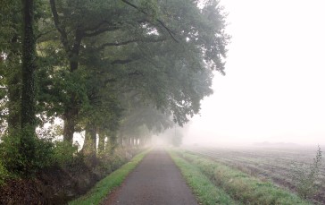Mist, Nature, Trees, Path Wallpaper