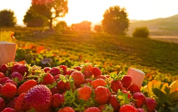 Strawberries, Nature, Plants, Fruit, Field, Sunlight Wallpaper