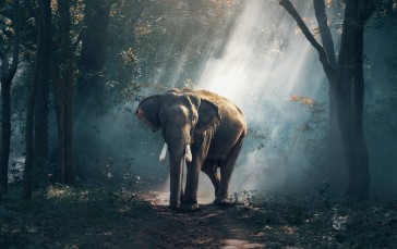 Animals, Elephant, Nature, Trees Wallpaper