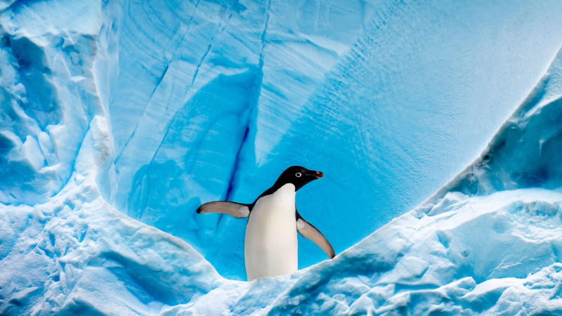 Penguins, Glacier, Animals, Nature Wallpaper