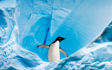 Penguins, Glacier, Animals, Nature Wallpaper