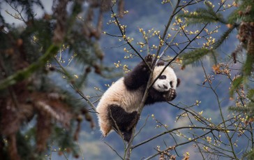 Panda, Trees, Nature, Animals Wallpaper