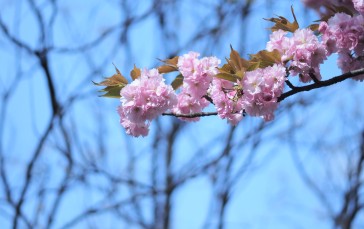 Cherry Blossom, Spring, Spring Flower, Flowers, Nature, Trees Wallpaper