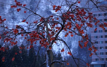Japan, Nature, Trees, Snow Wallpaper
