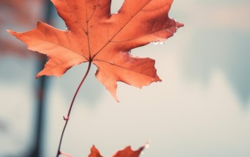 AI Art, Fall, Leaves, Maple Leaves Wallpaper