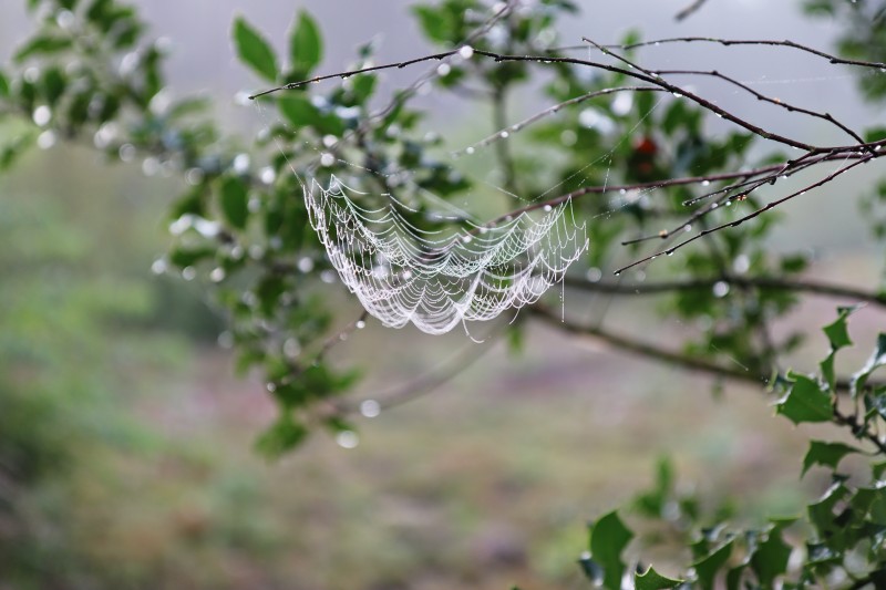 Nature, Spiderwebs, Blurred, Blurry Background, Branch Wallpaper