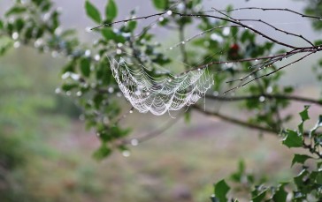 Nature, Spiderwebs, Blurred, Blurry Background, Branch Wallpaper