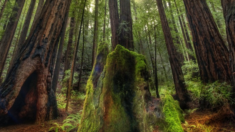 Trey Ratcliff, Photography, Nature, Wood, Forest Wallpaper